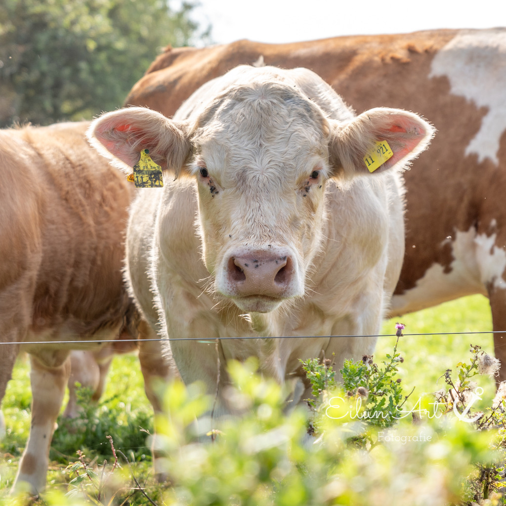 EAF_9449 | Eilun-Art-Fotografie Levke Martens, ihre Fotografin für Immobilien- und Landschaftsfotografie auf Föhr, Föhrer Motive als Poster, Leinwand, hinter Acrylglas oder stelle dir deinen eigenen Monatskalender zusammen, mit nur einem Klick