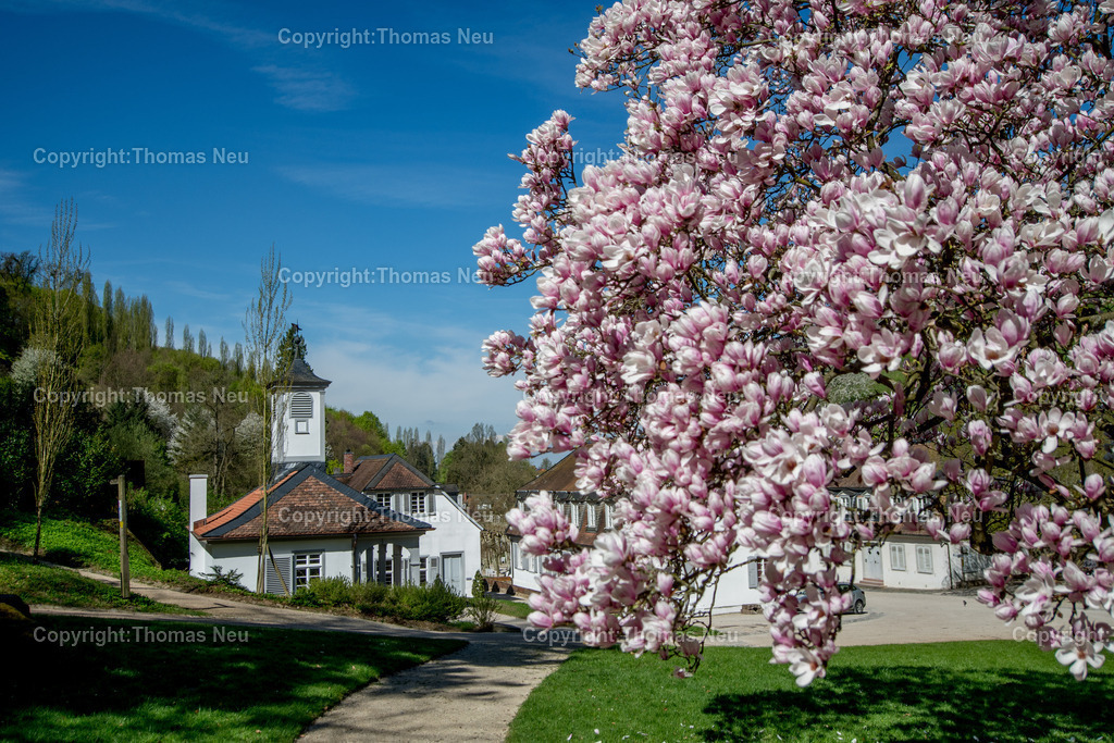 Fuerstenlager-magnolienbluete-wachhaeuschen-bensheim-auerbach-staatspark-parklandschaft-sommersitz-hessische-Fuerstenfamile-Fotografie-Thomas_Neu.jpg-21 | Blick über das historische Gebäudeensemble im Staatspark Fürstenlager in Bensheim-Auerbach, eingebettet in die frühlingshafte Landschaft der Bergstraße. Blühende Magnolien und frisches Grün rahmen die klassizistischen Gebäude, während sich im Hintergrund die bewaldeten Hänge des Odenwaldrandes erheben. Der ehemalige Sommersitz der Landgrafen von Hessen-Darmstadt zeigt sich hier in seiner ganzen landschaftlichen und architektonischen Schönheit.,Bild: Thomas Neu