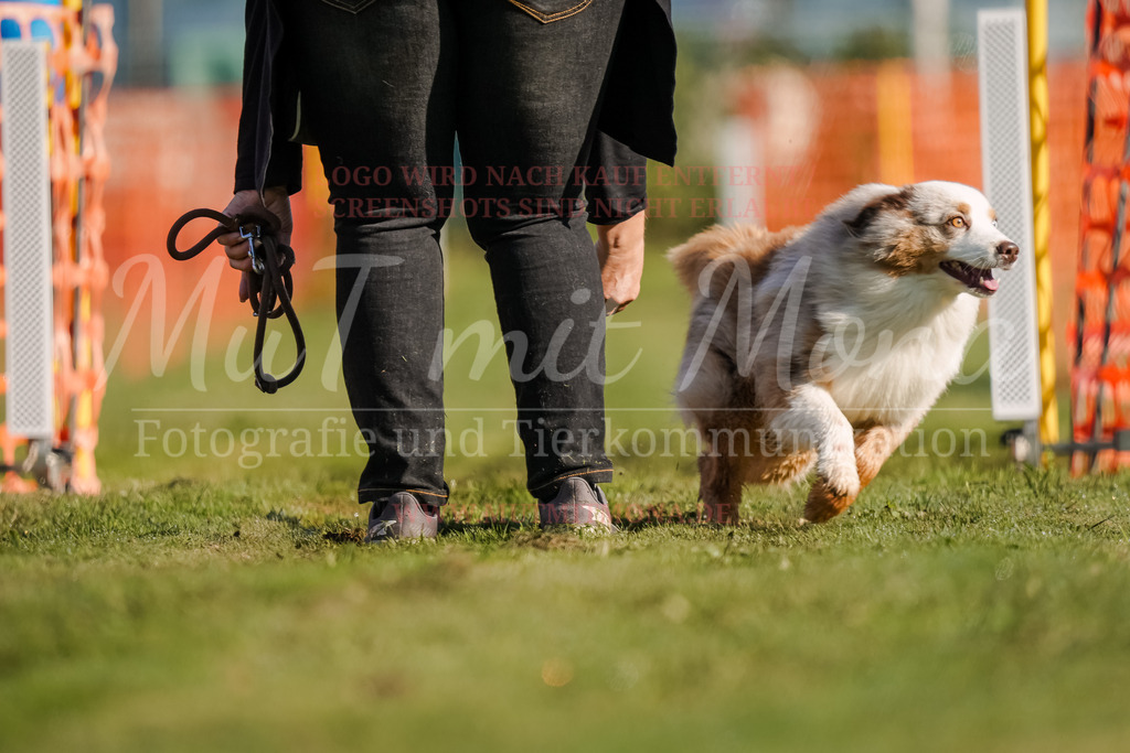 20250928_Hunderennen-24 | MuT (Mensch und Tier) mit Mona - Fotografie und Tierkommunikation - Realisiert mit Pictrs.com
