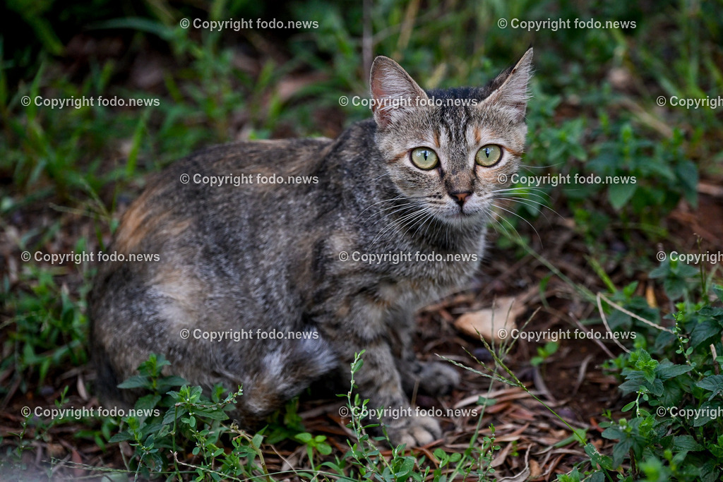 Katze_ Katzen_ 16.10.2024-11 | 16.10.2024, Linz, AUT, Haustier, Katzen, im Bild Haustier, Katze, Katzen, Kater, Stubentiger, Babykatze, Mietze, Fellnase, Tierfotografie, Heimtier