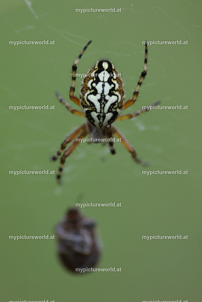 Eichblatt-Radspinne-005 | Das Bilderarchiv über Tiere, Planzen und Landschaften. In der Bilddatenbank finden Sie ein große Auswahl an hochwertigen Bilder für Ihre Werbung - Realized with Pictrs.com