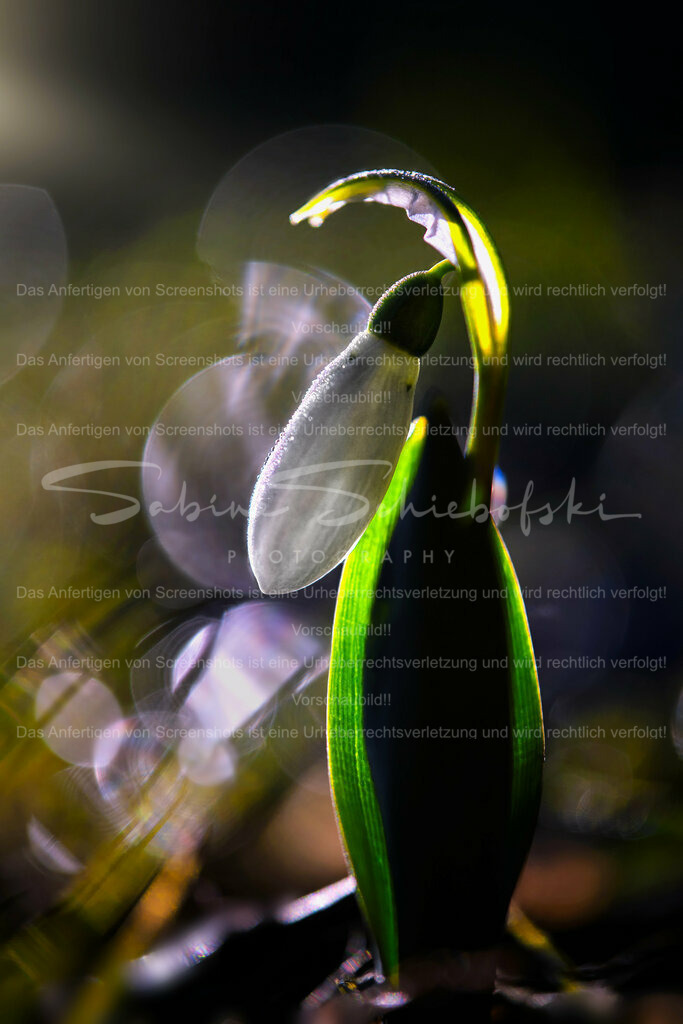 Wandbild Schneeglöckchen | #Schneeglöckchen sind kleine weiße #Blumen, die im späten #Winter oder frühen #Frühling blühen. Sie sind bekannt für ihr zartes Aussehen und gelten oft als Symbol für Hoffnung und #Erneuerung. #Schneeglöckchen sind in #Gärten und #Wäldern in ganz #Europa verbreitet. - Realisiert mit Pictrs.com