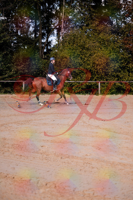 2026_10_03_Siefer-Hof_145627_Z81_37555832 | Professionelle Reitsport-, Turnier- und Eventfotografie von Robert Broda. Galerien mit ausgewählten und bearbeiteten Bildern direkt online ansehen und bestellen.