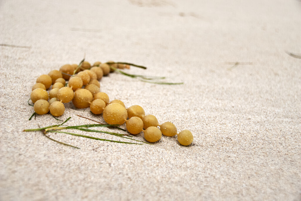 Perlen am Strand | Ich erzähle Geschichten als Autor und als Fotograf. Hier finden Sie hochwertige Naturfotografie, Reisefotografien und Bilder aus dem urbanen Lebensraum.  - Realisiert mit Pictrs.com
