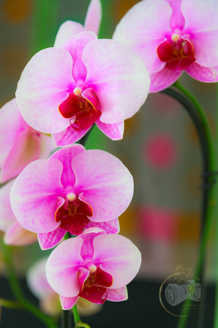 _DSC8117 | Shop für Prints Landschaftsfotografie Sächsische Schweiz Naturfotografie in Thüringen Fotos vom Findlingspark Nochten Kloster Sankt Marienstern Bilder Festung Königstein PanoramaRhododendronpark Kromlau FotogalerSchleswig-Holstein Küstenlandschaften