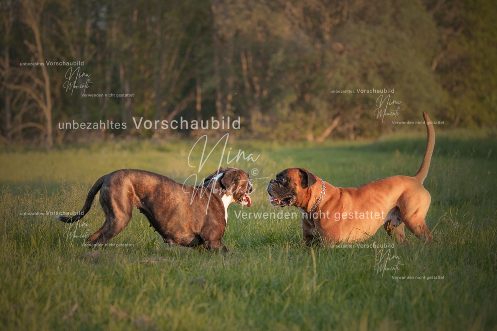 wenig optimiert | Einzigartige Fotos von Hunden & Menschen –Actionfotos, Portraits, Vereinsaufnahmen & Paarshootings – authentisch, lebendig & mit Herz.