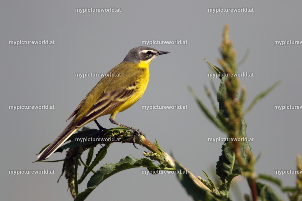 Schaftstelze-098 | Das Bilderarchiv über Tiere, Planzen und Landschaften. In der Bilddatenbank finden Sie ein große Auswahl an hochwertigen Bilder für Ihre Werbung - Realisiert mit Pictrs.com