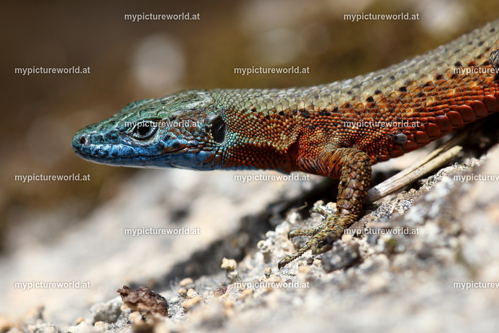 Pracht-Kieleidechse-033 | Das Bilderarchiv über Tiere, Planzen und Landschaften. In der Bilddatenbank finden Sie ein große Auswahl an hochwertigen Bilder für Ihre Werbung - Realisiert mit Pictrs.com