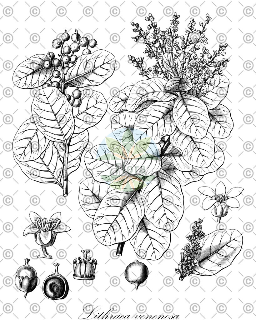 HistAbb_7PBYR_1_ENZY_Simple | Historische Abbildung von Lithraea venenosa - | Historical Illustration of Lithraea venenosa - 