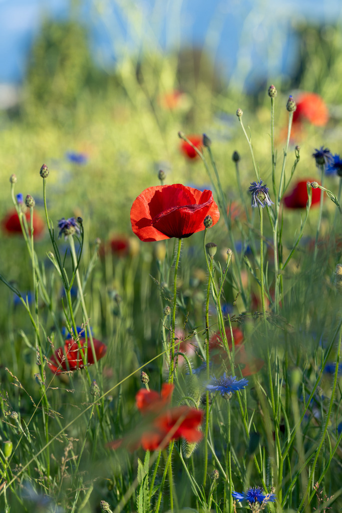 Sommerblumen 2 | Mohn &amp; Korblumen - Realisiert mit Pictrs.com