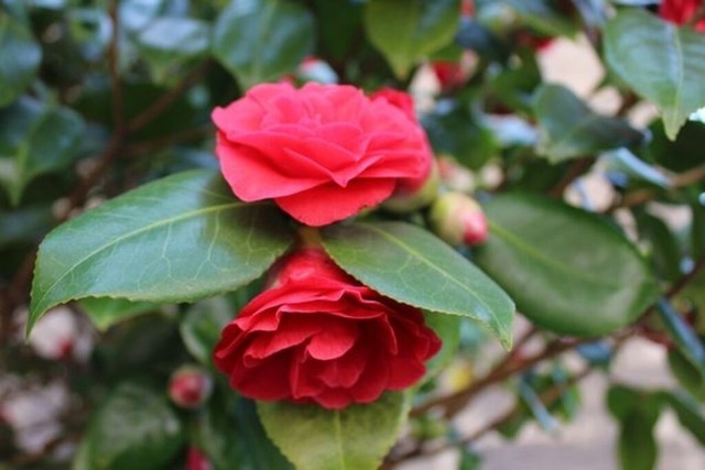 kamelienbluete | Verkauf von Fotos und  Videoclips zumThema Natur.Motive sind Pflanzen, Tiere, Landschaftenund Wetter - Realisiert mit Pictrs.com