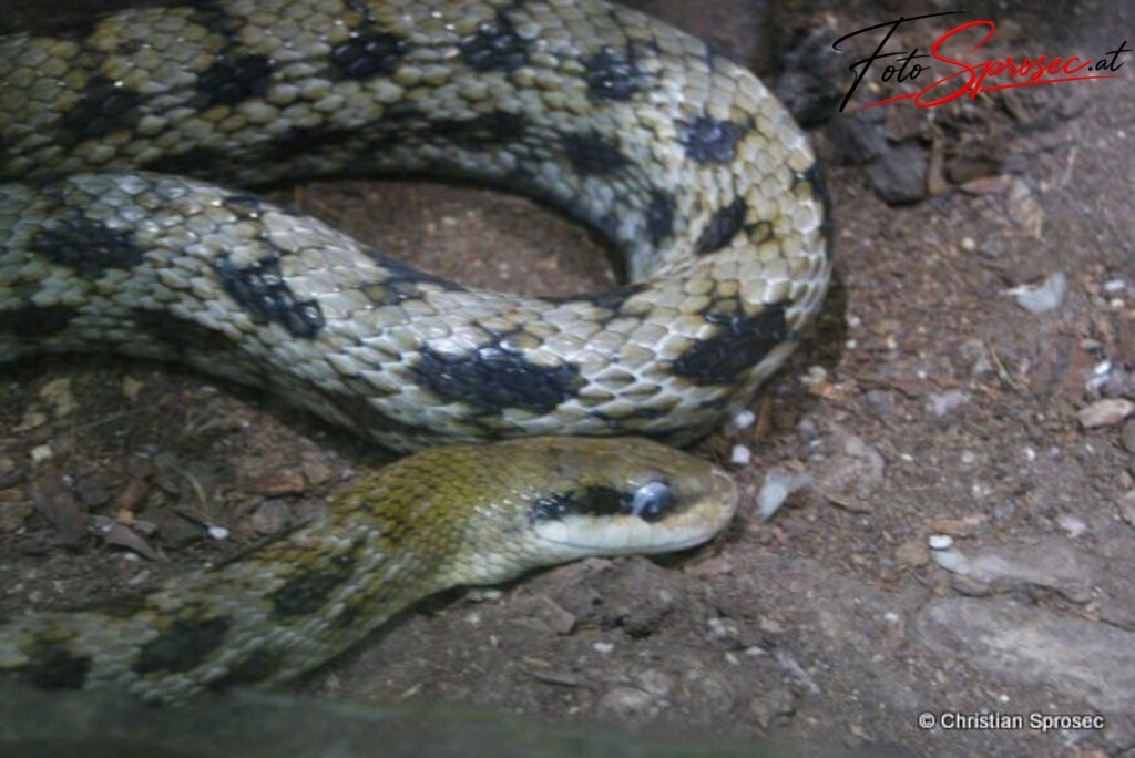 tierfotos_52023832077_o | Mit meiner Kamera halte ich besondere Augenblicke, faszinierende Landschaften und interessante Details fest. Dabei entstehen ganz unterschiedliche Aufnahmen – von stimmungsvollen Landschaftsfotografien und beeindruckenden Drohnenaufnahmen über Pressefotos - Realisiert mit Pictrs.com