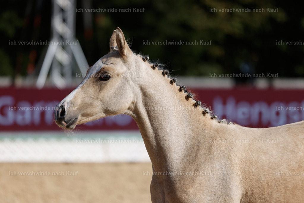 _AM19258 | working equitationturnier fotograf videograf stoibphotography marixx film working equitation deutschland reitsport turnierfotografie eventfotografie equestrian events