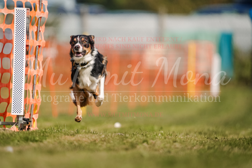 20250928_Hunderennen-382 | MuT (Mensch und Tier) mit Mona - Fotografie und Tierkommunikation - Realisiert mit Pictrs.com