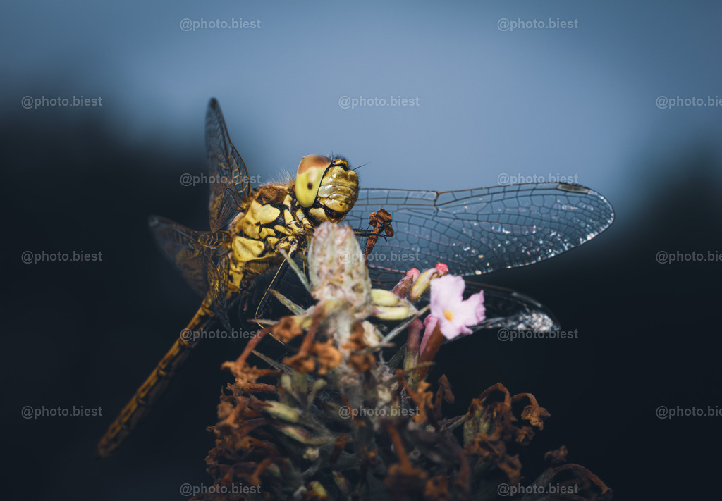Einmal lächeln bitte! | Eine "grinsende" Libelle auf dem fast verblühten Sommerflieder. - Realisiert mit Pictrs.com