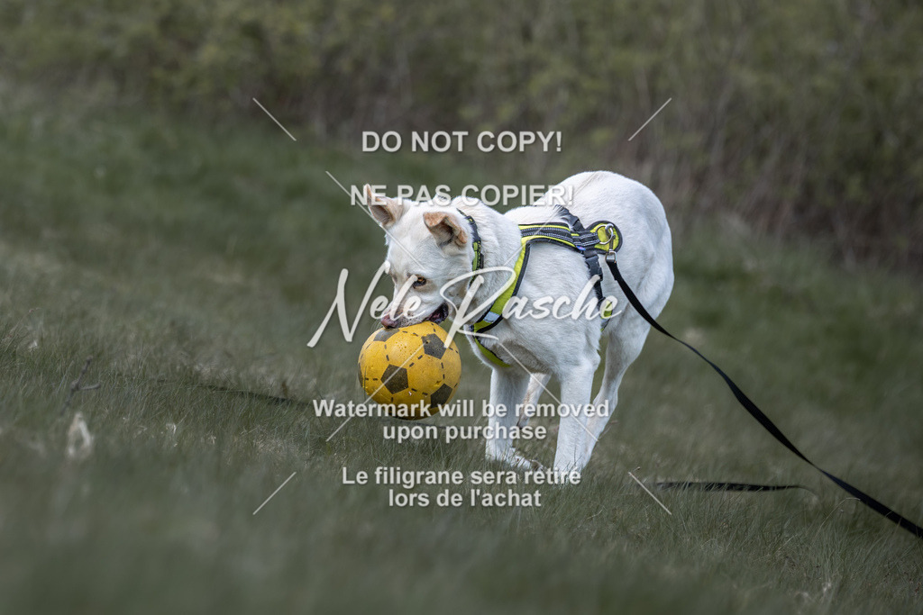 6Z1A0991 | nelerasche