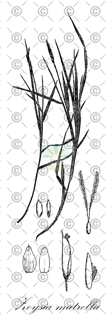 HistAbb_wfo-0000801566_1_ENZY_Simple | Historische Abbildung von Zoysia matrella - Poaceae | Historical Illustration of Zoysia matrella - Poaceae