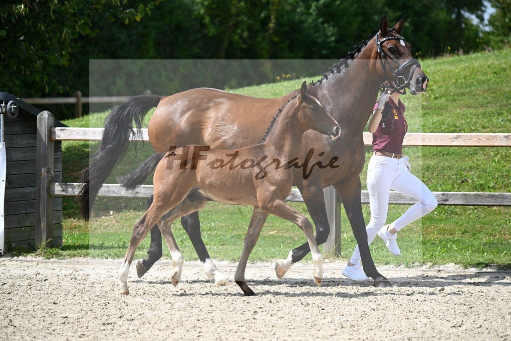 Fuerst Grandios x Don Diamond_HF_Mayer_29240422 | hf-fotografie - Realizzato con Pictrs.com