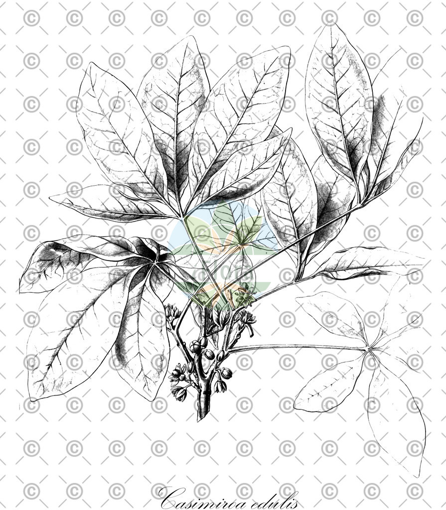 HistAbb_wfo-0000589005_2_ENZY_Simple | Historische Abbildung von Casimiroa edulis - Rutaceae | Historical Illustration of Casimiroa edulis - Rutaceae