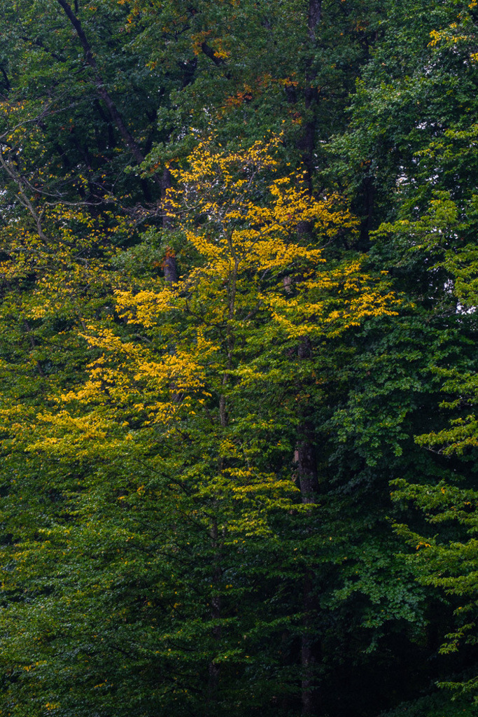SilvanoPedrett_preview_Baum-1 | silvanopedrett - Realisiert mit Pictrs.com