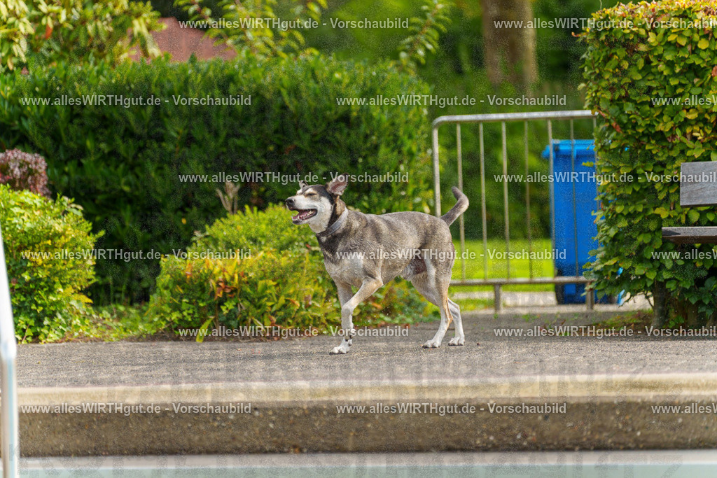 Hundeschwimmen_Grefrath_2026-allesWIRTHgut_Tierfotografie-11_22-7R503258 | Professionelle Tierfotografie in Mönchengladbach von Daniel Wirth (allesWIRTHgut). Liebevolle & natürliche Bilder von Hunden & Katzen für unvergessliche Erinnerungen.