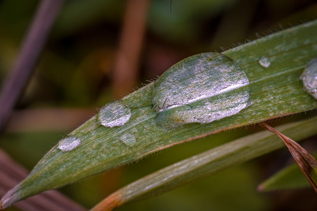 Wassertropfen auf einem Grashalm | Professionelle Natur- & Landschaftsfotos als Poster, auf Leinwand & viele mehr. Wähle aus einer Vielzahl an Formaten & Materialien Dein perfektes Bild. - Realisiert mit Pictrs.com