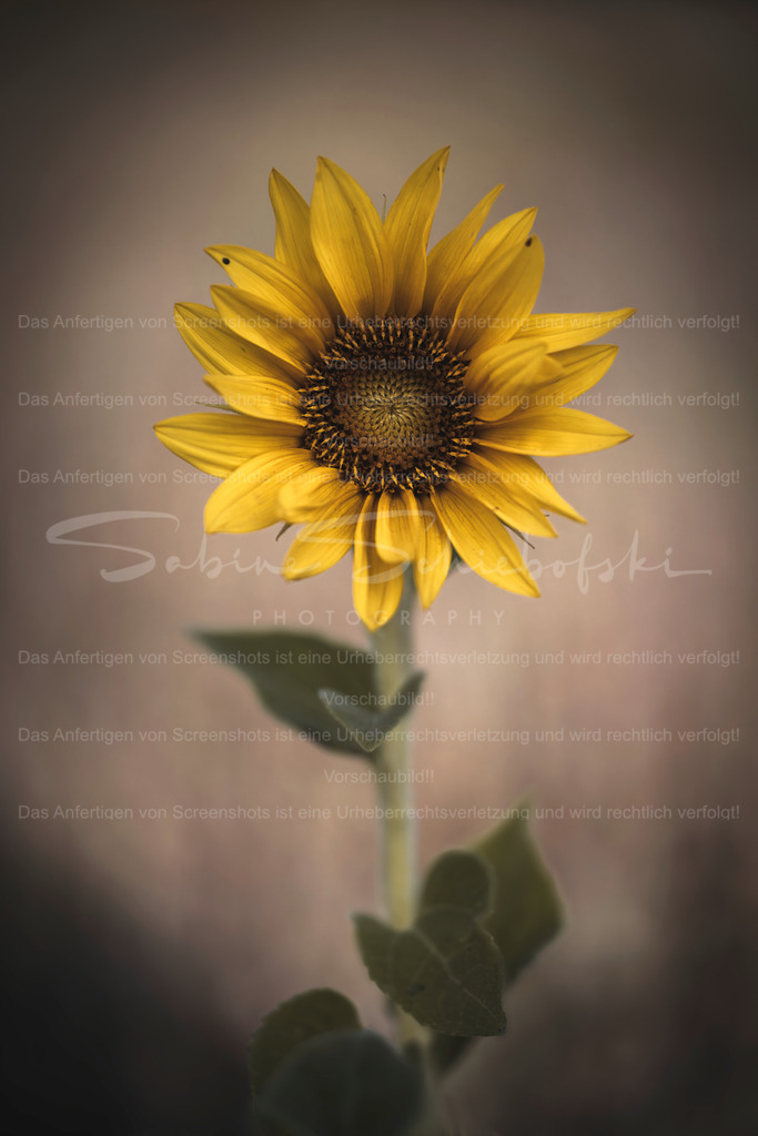 Summer Time | Exklusive Naturfotografie für stilvolle Wanddekoration ★ Premium Wandbilder Made in Germany ✔️ FineArt Drucke & Downloads ✔️ Brillante Farben, höchste Qualität & weltweiter Versand ✔️ - Realisiert mit Pictrs.com