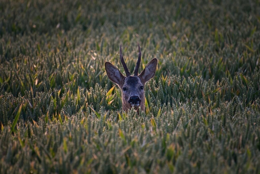 DSC_4744_upscale | Unvergessliche Erinnerungen in Bildern festgehalten! Ob Hochzeit, Shooting oder Landschaft  - Ich bin dein Fotograf in Erfurt und Umgebung! Photo-Rauch | Sandro Rauch - Realisiert mit Pictrs.com