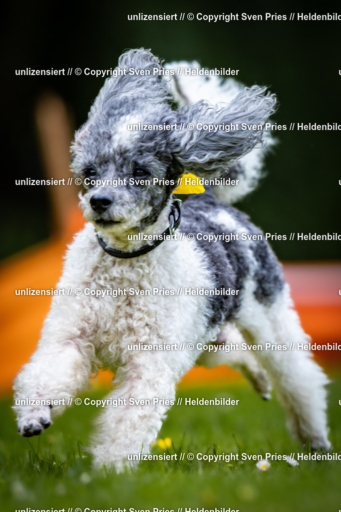 Sven Pries | 2026-05-14 - Hunderennen KA Durlach Vatertag 2026 - Realisiert mit Pictrs.com