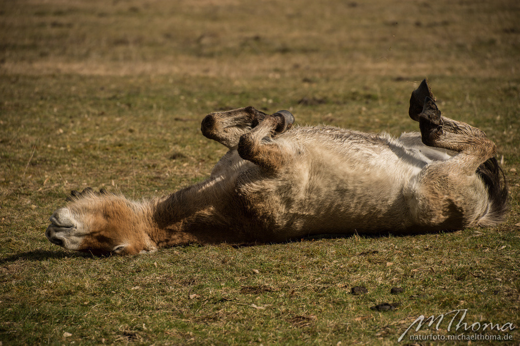 2016-03-06-12h48m15s_MichaelThoma_D810-8209 | Dies ist der Online-Shop von naturfoto.michaelthoma.de. Ich bin leidenschaftlicher Naturfotograf und fotografiere von der Andromedagalaxie bis zum Zwergtaucher, von der Ameise bis zum Orionnebel alles was mit Natur zu tun hat. Hier kann eine Auswahl meine - Realisiert mit Pictrs.com