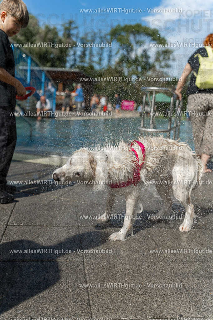 Hundeschwimmen_Volksbad_2026-allesWIRTHgut_Tierfotografie-2609061216-112656-7R500030 | Professionelle Tierfotografie in Mönchengladbach von Daniel Wirth (allesWIRTHgut). Liebevolle & natürliche Bilder von Hunden & Katzen für unvergessliche Erinnerungen.