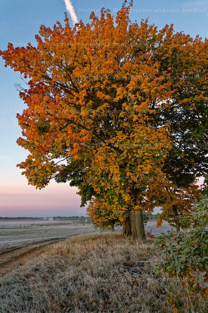 Herbstbaum am Feldrand | Ein großer Baum in kräftigen Herbstfarben steht am Rand einer stillen Feldlandschaft. Das frostige Gras, der zarte Himmel und das warme Laub erzeugen eine ruhige, natürliche Herbststimmung. - Realisiert mit Pictrs.com