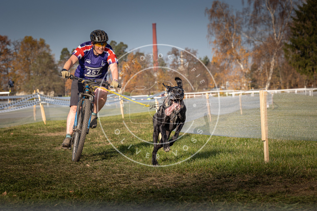 CaniXpix_0L8A7087 | Hundefotografie, Tierfotograf, Pfotenfotografie, Fotoshooting Hund, Hunde Portrait, Hundesport, Hundeportraits, Heideshooting, Hunde, Sportfotograf, Hundefotograf, Turnierhundsport, THS,  - Realisiert mit Pictrs.com