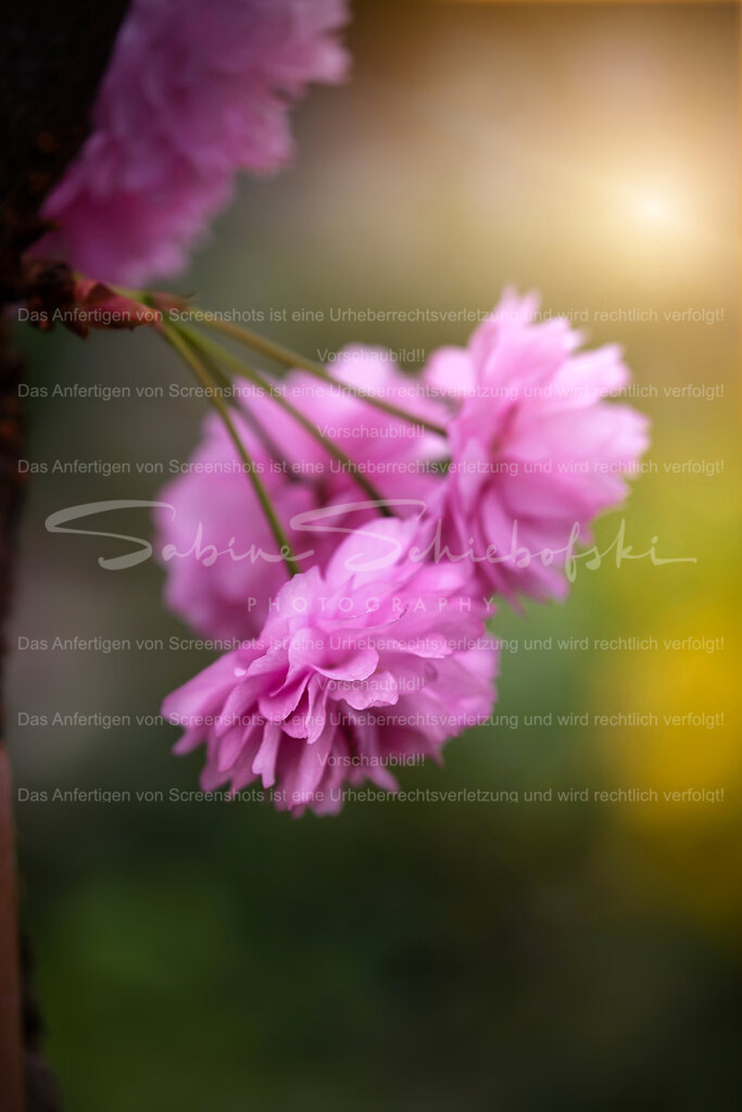 Wandbild Kirschblüten | People- und Tierfotografie, Imageaufnahmen, Veranstaltungsfotografie und Wandbilder aus der Natur ★ Made in Germany ✔️ Druck + Downloads ✔️ Naturfotografie in Top Qualität ★ schneller Versand, weltweite Lieferung! - Realisiert mit Pictrs.com