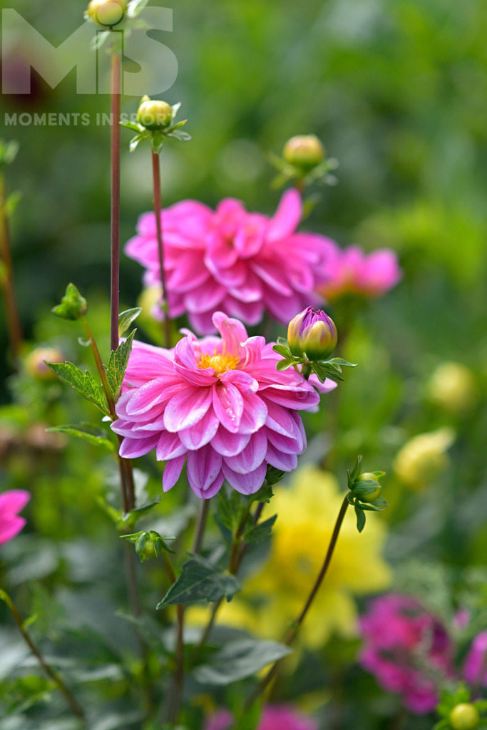 MIS_220918cm095 | 04.09.2022,  Bad Wörishofen Blumen im Spätsommer. Blumenmeer mit Dahlien (Dahlia) an einem Blumenfeld zum selberschneiden im Osten der Kneippstadt Bad Wörishofen, stehen die verschiedensten Sorten in herrlicher Blüte, für die Kunden zum selberschneiden und anschliessender Bezahlung.   - Realisiert mit Pictrs.com