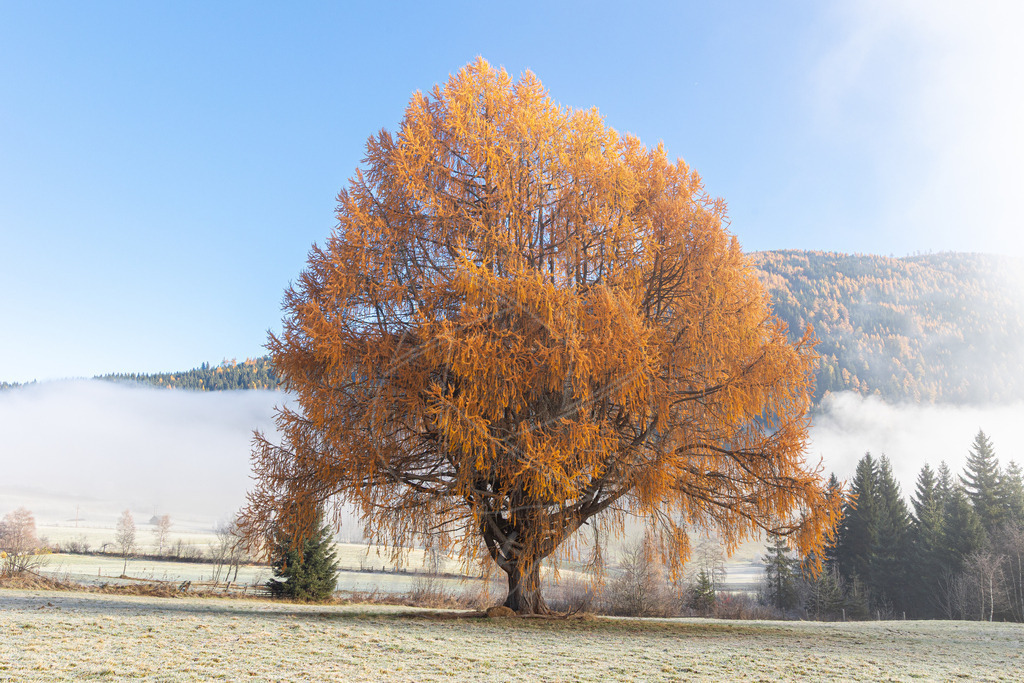 Kugellärche in Gold | Ihre Fotografin im Lungau, ihre Fotografin im Mostviertel, Wandbilder Onlineshop, Imagefotos für Ihr Unternehmen,  - Realisiert mit Pictrs.com