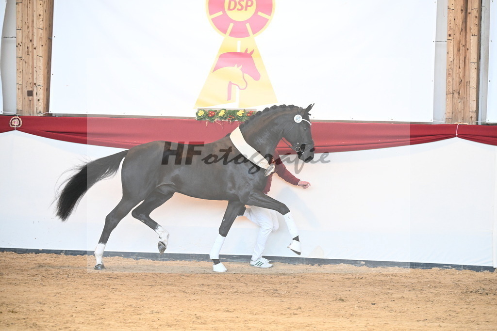 Kat.-Nr. 65 v. Springbank II VH_Reichert_2242859 | hf-fotografie - Realizzato con Pictrs.com