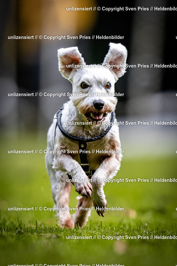 Sven Pries | 2025-10-03 - Hunderennen Obergrombach - Realisiert mit Pictrs.com