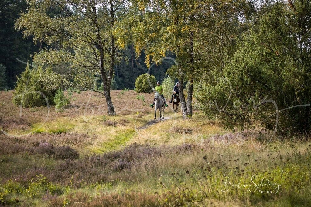 DdLH-WehlenerHeide_2025-09-20_02 | Fotografie, Veranstaltungs-Fotografie, Pferde-Fotografie, Landschafts-Fotografie, Reise-Fotografie - Realisiert mit Pictrs.com