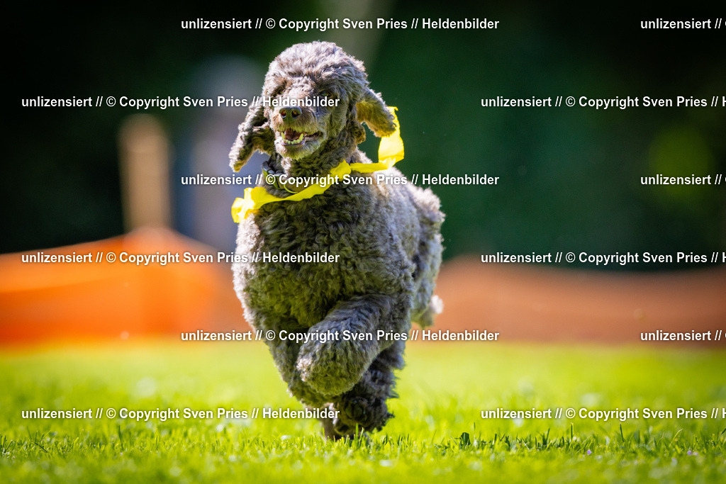 Sven Pries | 2025-08-10 - Hunderennen Durlach - Realisiert mit Pictrs.com