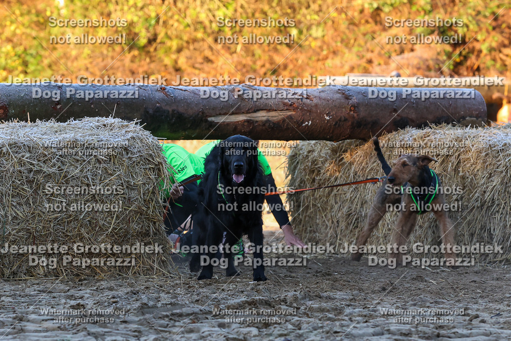 Dog Paparazzi - Strongdog 10-25-498 | Dog Paparazzi Jeanette Grottendiek Fotografie & Videografie - Realisiert mit Pictrs.com