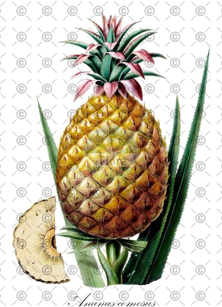 HistAbb_wfo-0000339432_1_ENZY_Simple | Historische Abbildung von Ananas comosus - Bromeliaceae (Ananas) | Historical Illustration of Ananas comosus - Bromeliaceae