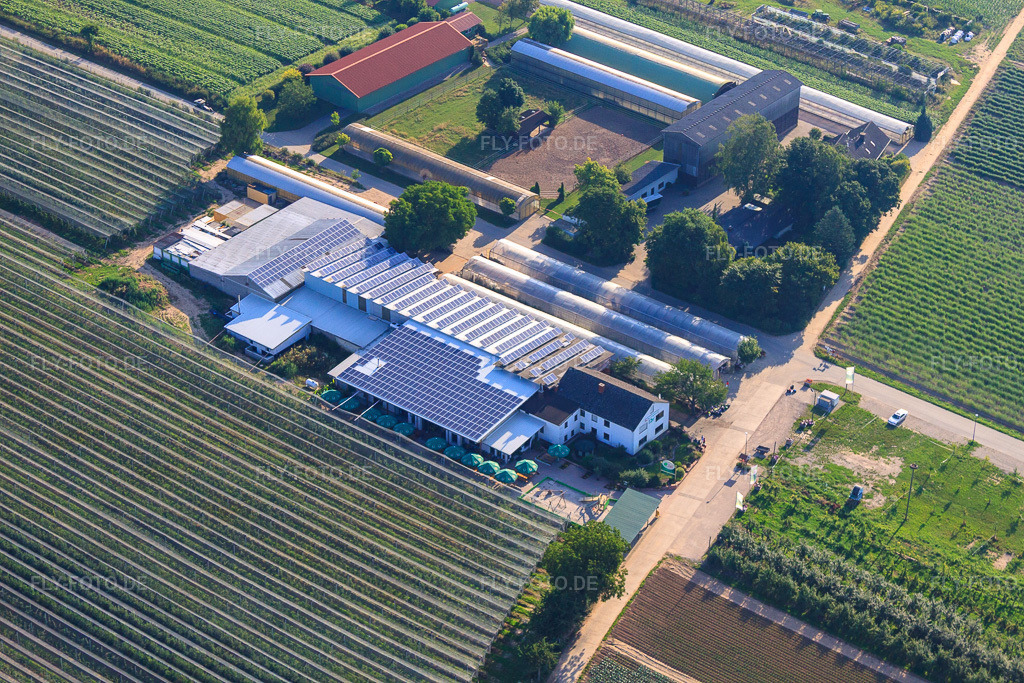 Luftbild: Obsthof Zapf und Hofcafé und Uwe Nauerth - Tabak Produktion im Holderbühler Hof und in Kandel im Bundesland Rheinland-Pfalz in Deutschland. Foto: IMG_70332.jpg vom 19.07.2014 durch Werner Riehm/FLY-FOTO.deHofmarkt Zapf Kandel