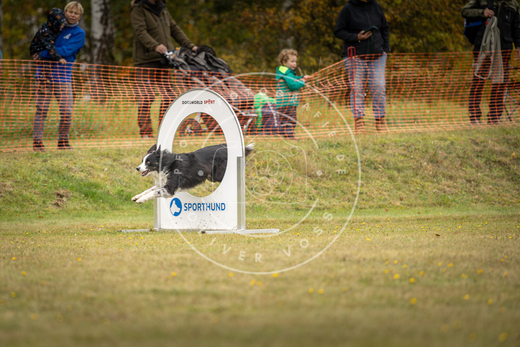 Pfotenfotografie_DV3A4672 | Hundefotografie, Tierfotograf, Pfotenfotografie, Fotoshooting Hund, Hunde Portrait, Hundesport, Hundeportraits, Heideshooting, Hunde, Sportfotograf, Hundefotograf, Turnierhundsport, THS,  - Realisiert mit Pictrs.com