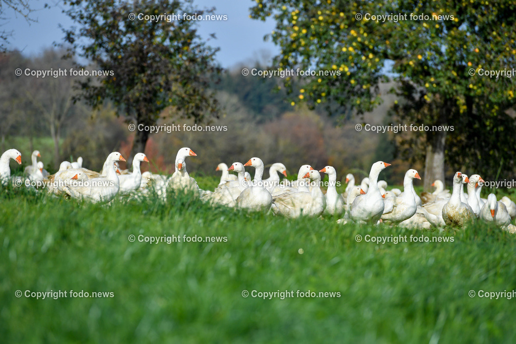Ganslhof Hebesberger_ Weidegänse_ 01.11.2022-3 | 01.11.2022, Nussbach, AUT, Ganslhof Hebesberger, Weidegaense, im Bild Weidegaense, Weidegänse, Gans, Gänse, Martinigaense, Martinigans, Weide, Landwirtschaft