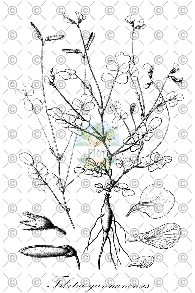 HistAbb_7WTN_1_ENZY_Simple | Historische Abbildung von Tibetia yunnanensis - Fabaceae | Historical Illustration of Tibetia yunnanensis - Fabaceae