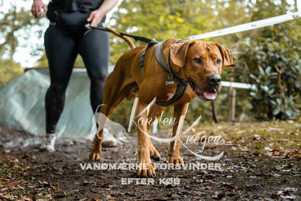 1427DZ6_2131Z6 | kk-dogfotos