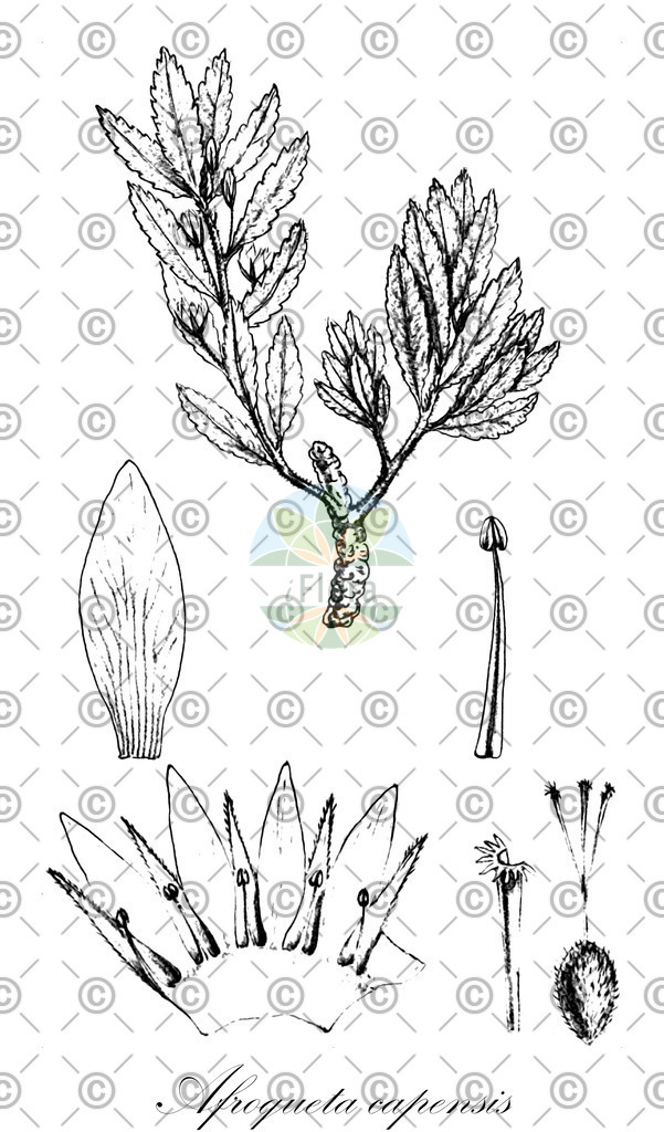 HistAbb_wfo-0001332871_1_ENZY_Simple | Historische Abbildung von Afroqueta capensis - Passifloraceae | Historical Illustration of Afroqueta capensis - Passifloraceae