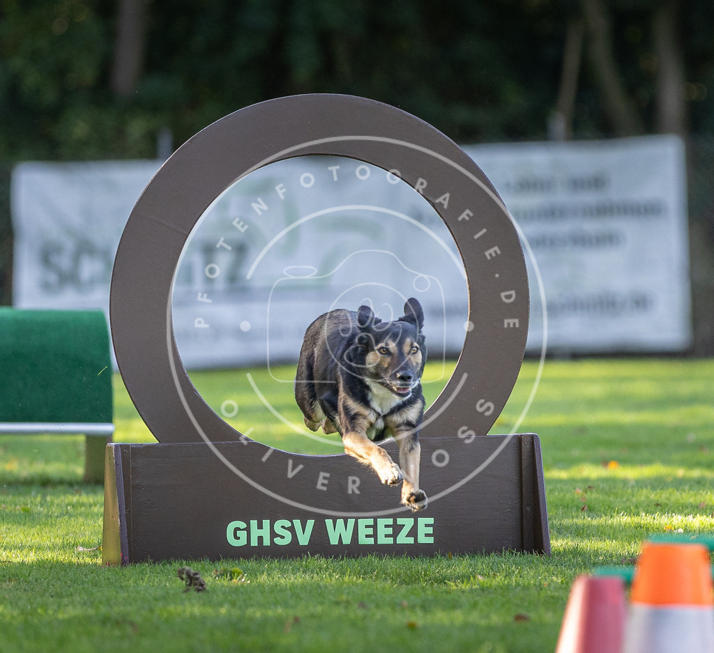 Pfotenfotografie.de_DV3A3581 | Hundefotografie, Tierfotograf, Pfotenfotografie, Fotoshooting Hund, Hunde Portrait, Hundesport, Hundeportraits, Heideshooting, Hunde, Sportfotograf, Hundefotograf, Turnierhundsport, THS, canicross - Realisiert mit Pictrs.com