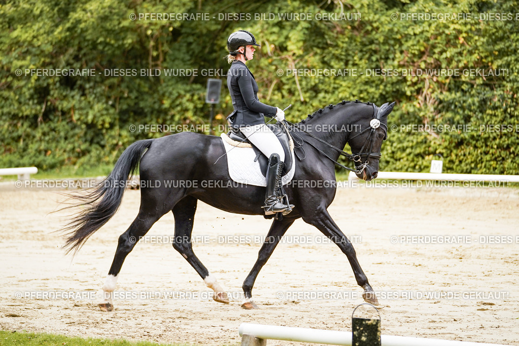 DSC03345 | Pferdegrafie